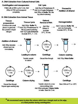 Tissue DNA Extraction Kit - seraglob